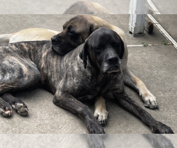 Medium Photo #1 Mastiff Puppy For Sale in SICKLERVILLE, NJ, USA