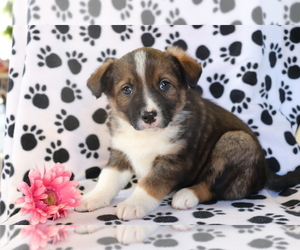 Border Collie-Unknown Mix Puppy for sale in SHILOH, OH, USA