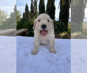 Golden Retriever Puppy for sale in GREENFIELD, CA, USA