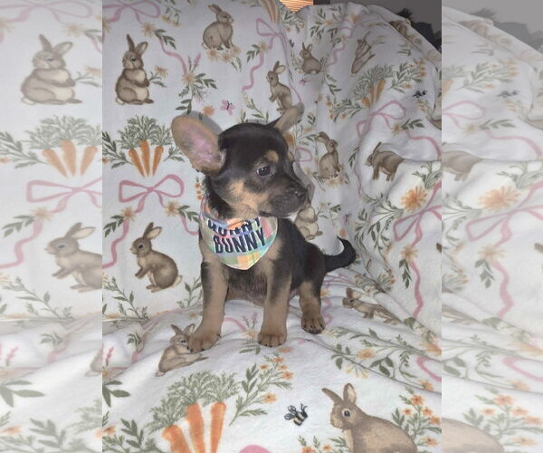 Medium Photo #2 French Bulldog Puppy For Sale in St. Louis Park, MN, USA