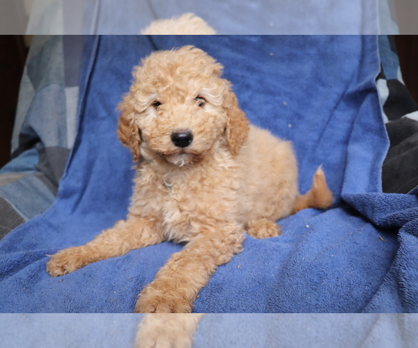 Medium Photo #3 Goldendoodle-Poodle (Miniature) Mix Puppy For Sale in SHILOH, OH, USA
