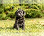 Small Photo #8 Cane Corso Puppy For Sale in MENTONE, IN, USA