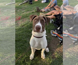 Mutt Dogs for adoption in Fort Collins, CO, USA