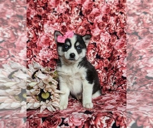 Pomsky Puppy for sale in EPHRATA, PA, USA