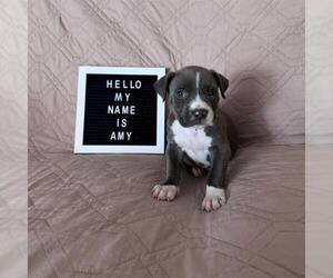 Mutt Dogs for adoption in Camarillo, CA, USA