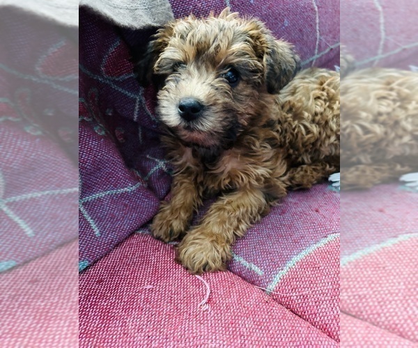 Medium Photo #19 Poocan Puppy For Sale in FAIR OAKS, CA, USA