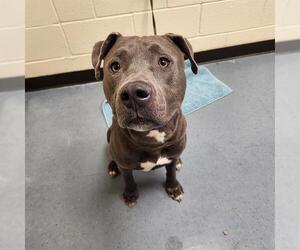 American Pit Bull Terrier Dogs for adoption in Denver, CO, USA