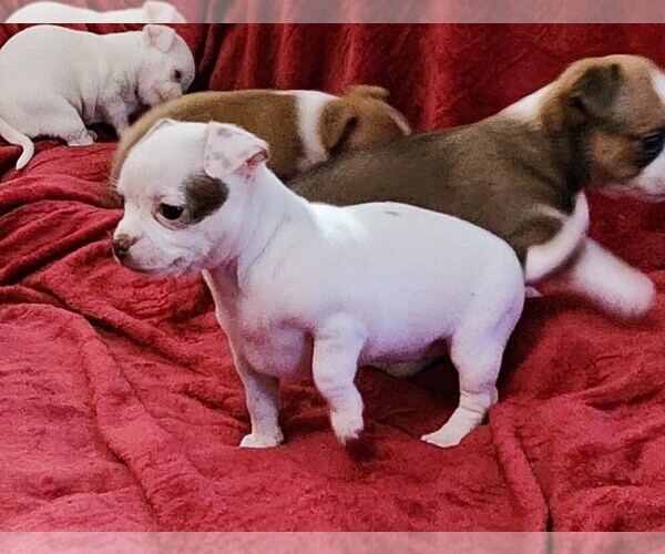 Medium Photo #13 Chihuahua Puppy For Sale in RUSTBURG, VA, USA