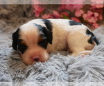Small Photo #14 Cavalier King Charles Spaniel Puppy For Sale in SCOTTVILLE, MI, USA
