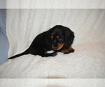 Small Photo #9 Dachshund Puppy For Sale in BENTON, AR, USA