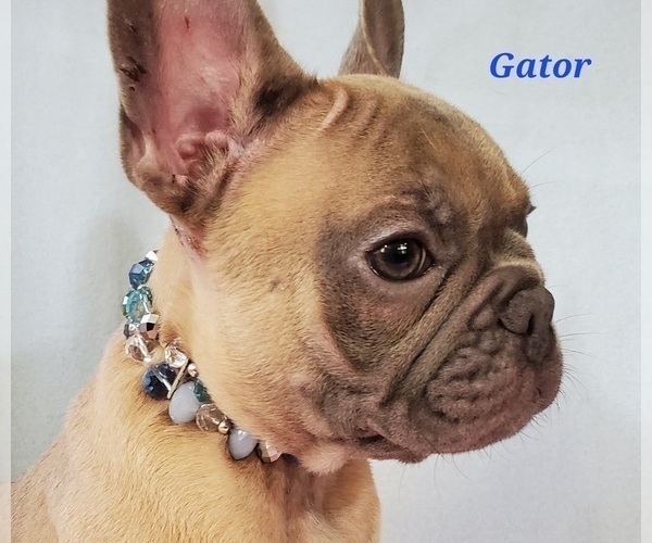 Medium Photo #4 French Bulldog Puppy For Sale in OTTAWA LAKE, MI, USA