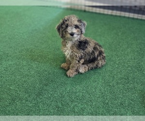 Poodle (Miniature) Puppy for sale in MIDDLEBURG, FL, USA