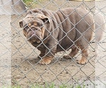 Small Photo #1 English Bulldog Puppy For Sale in BEVERLY HILLS, CA, USA