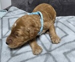 Puppy Puppy 5 Goldendoodle