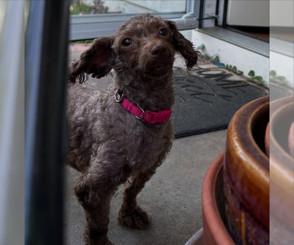 Medium Photo #3 Poodle (Miniature) Puppy For Sale in Holly Springs, NC, USA