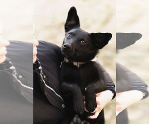 Chihuahua-Unknown Mix Dogs for adoption in Sandy, UT, USA