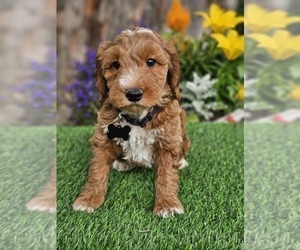 Goldendoodle (Miniature) Puppy for sale in INDIANAPOLIS, IN, USA