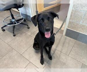 Labrador Retriever-Siberian Husky Mix Dogs for adoption in Fort Collins, CO, USA