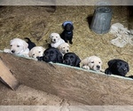 Puppy 1 Golden Labrador
