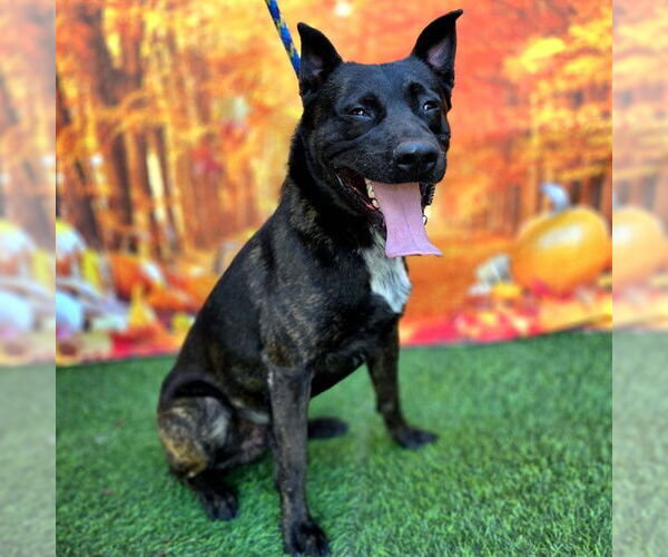 Medium Photo #1 Mutt Puppy For Sale in Long Beach, CA, USA