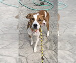 Small #3 Labrador Retriever Mix