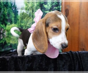 Beagle Dog for Adoption in ELROY, Wisconsin USA