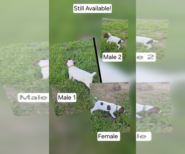 Medium Photo #1 German Shorthaired Pointer Puppy For Sale in VISALIA, CA, USA