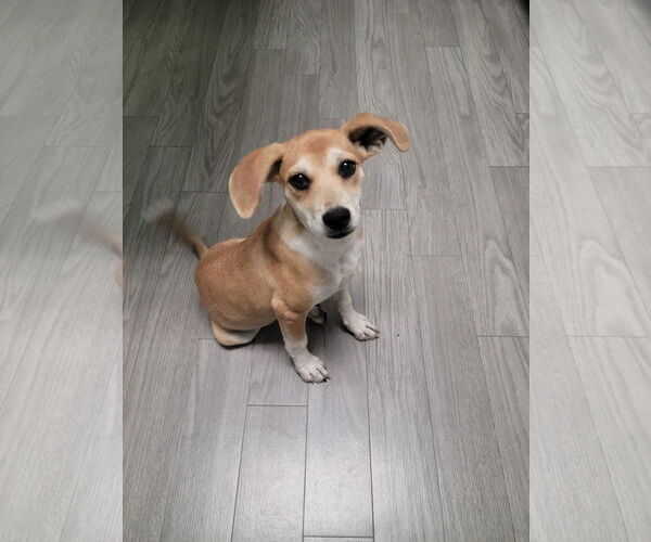 Medium Photo #2 Doxle Puppy For Sale in Plainfield, IL, USA