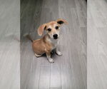 Small #1 Labrador Retriever Mix