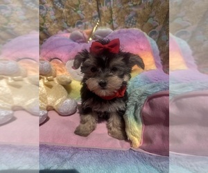 Morkie Puppy for sale in LANCASTER, MO, USA