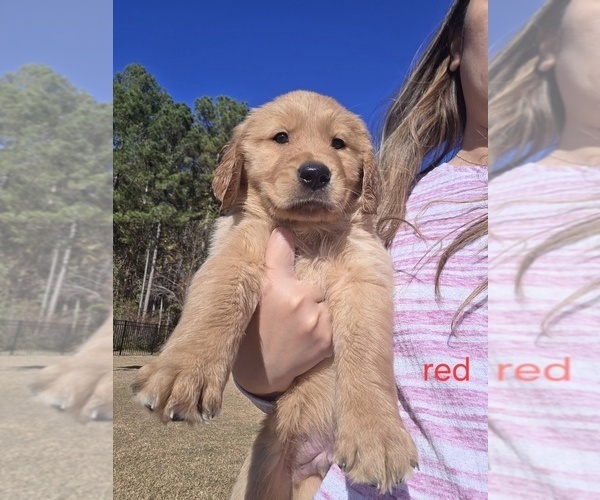 Medium Photo #6 Golden Retriever Puppy For Sale in CALABASH, NC, USA