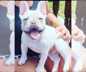 Father of the French Bulldog puppies born on 05/09/2023