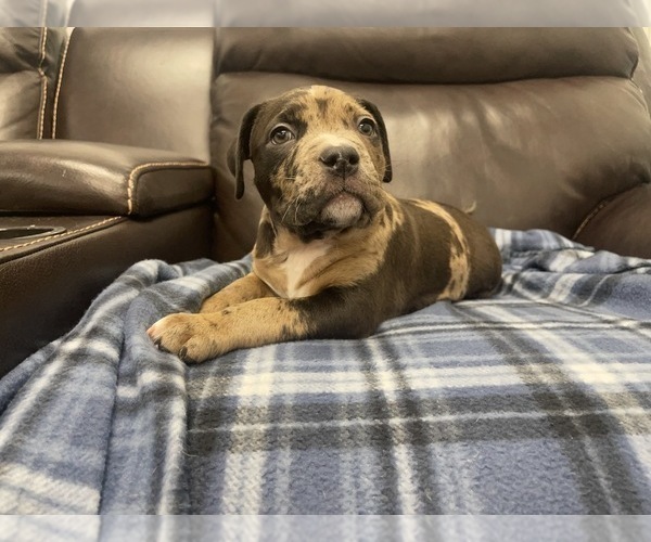 Medium Photo #92 American Bully Puppy For Sale in REESEVILLE, WI, USA