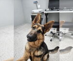 Small #1 German Shepherd Dog