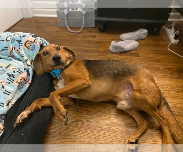 Medium Photo #2 Mutt Puppy For Sale in Spring Lake, NC, USA