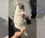 Small Photo #24 English Bulldog Puppy For Sale in WEEKI WACHEE, FL, USA