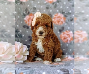 Poodle (Toy) Puppy for sale in NEW PROVIDENCE, PA, USA