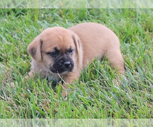 Puggle Puppy for sale in BLOOMINGTON, IN, USA