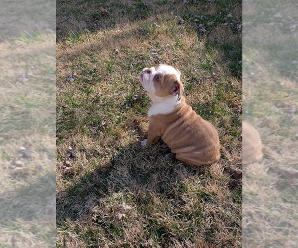 Medium Photo #3 English Bulldog Puppy For Sale in WHITELAND, IN, USA