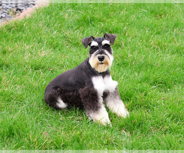 Medium Photo #4 Schnauzer (Miniature) Puppy For Sale in SYRACUSE, IN, USA