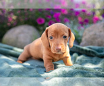 Puppy Franco Dachshund