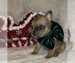 Small #4 French Bulldog