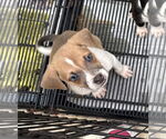 Small #4 American Pit Bull Terrier-Labrador Retriever Mix