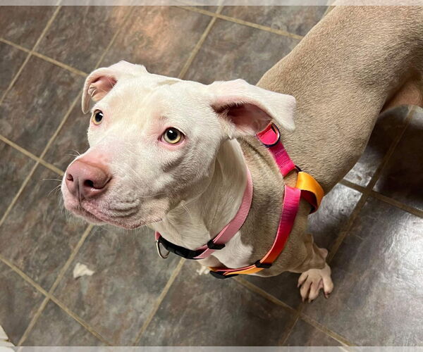 Medium Photo #41 American Pit Bull Terrier-Unknown Mix Puppy For Sale in Germantown, OH, USA