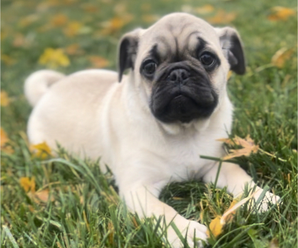 View Ad Pug Puppy for Sale near Michigan, EDWARDSBURG, USA. ADN704637
