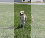 Small #4 Boxer Mix