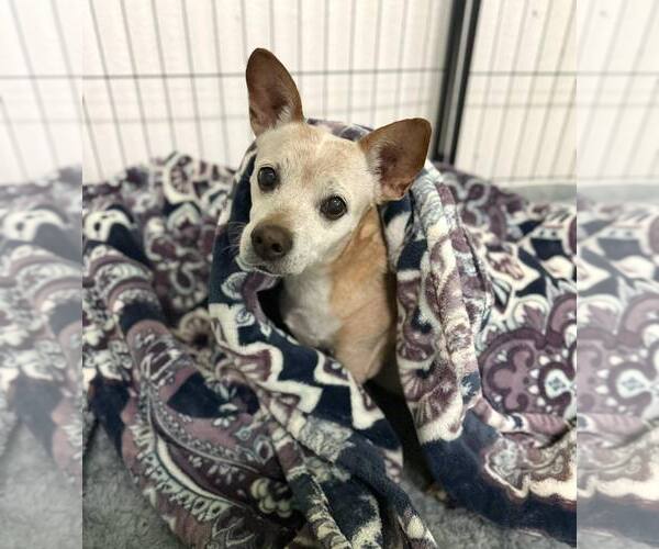 Medium Photo #2 Chihuahua-Unknown Mix Puppy For Sale in phoenix, AZ, USA