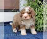Small #3 Bernedoodle (Miniature)