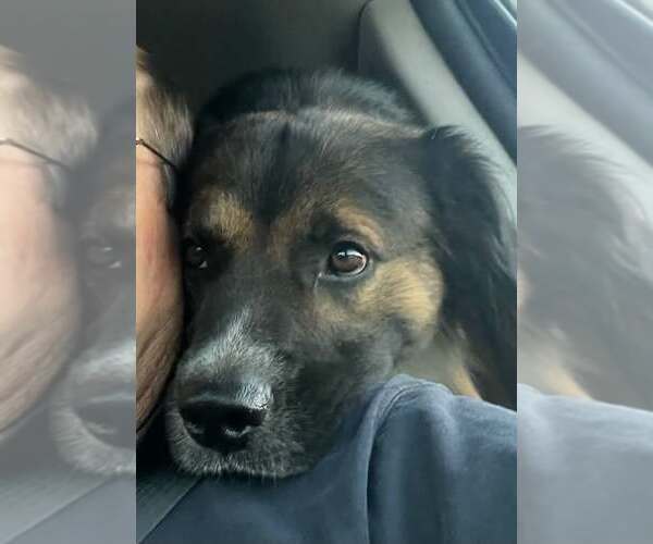 Medium Photo #1 Australian Shepherd-Unknown Mix Puppy For Sale in Tabernash, CO, USA