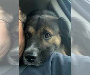 Australian Shepherd-Unknown Mix Dogs for adoption in Tabernash, CO, USA